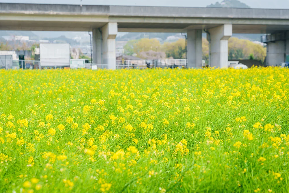 一面に広がる黄色い菜の花