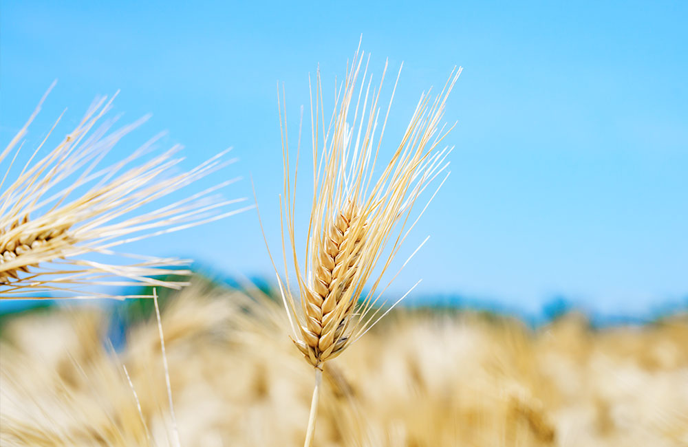 健康的で希少な麦「はだか麦」。地域ならではの良い食材。