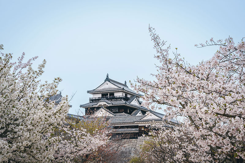 春の松山城。桜の花の後は美しい新緑へ。