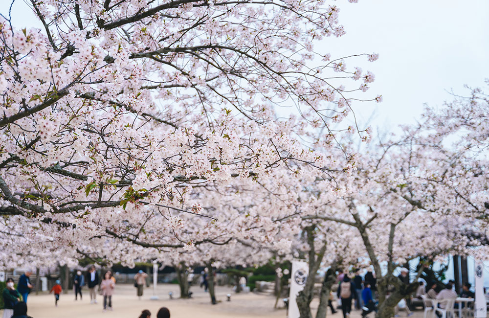 天守のある広場に多くの桜が咲き誇り、たくさんの人々でにぎわいます