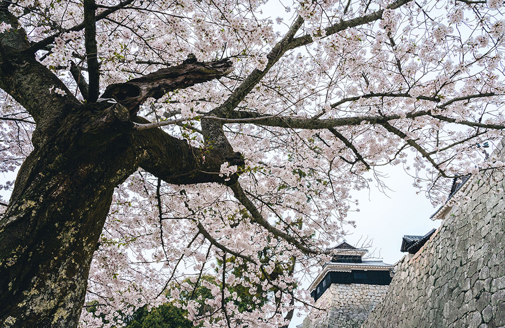 広い敷地にはおよそ200本もの桜の木があります