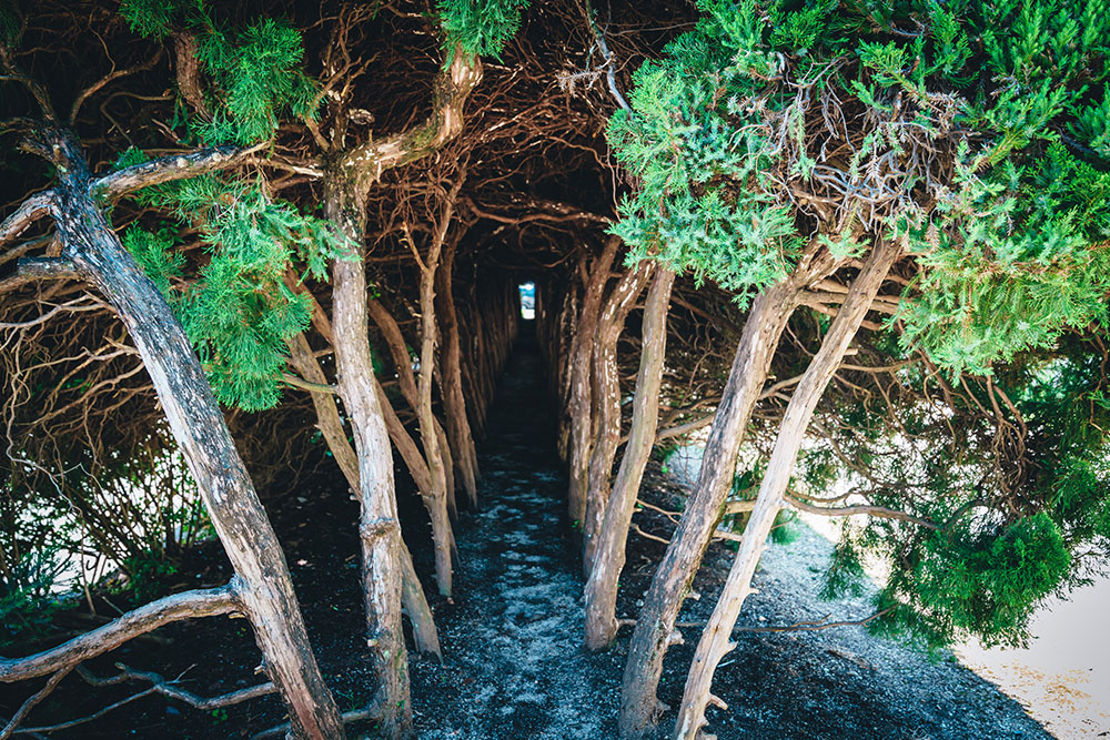 「トトロトンネル」として親しまれる木のトンネル