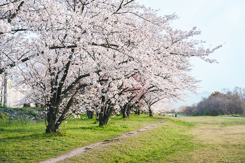 のんびり散策に最適。重信川の桜並木。