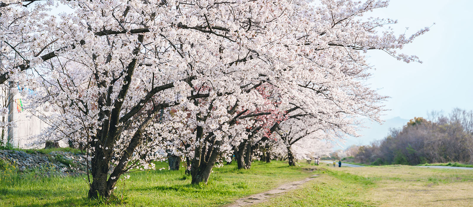 重信川の桜並木
