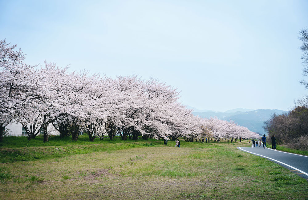 川沿いの1km以上にわたって、800本もの桜が立ち並びます