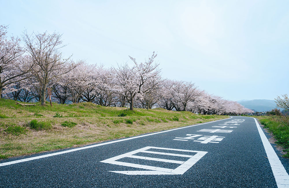 桜並木は、重信川サイクリングロードの東側終点付近です