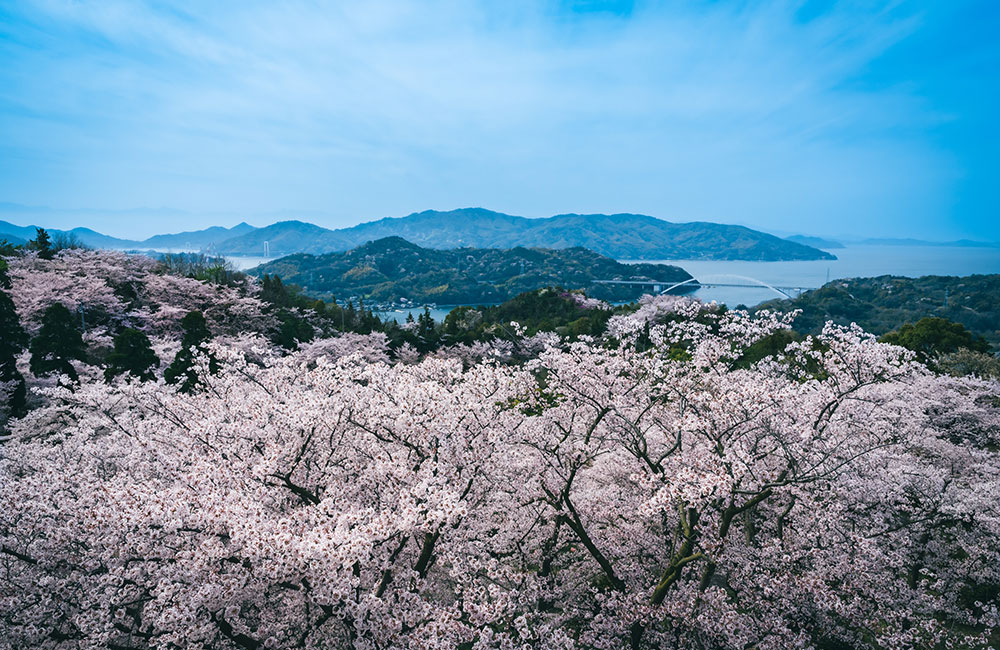 開山は、春には約1000本の桜が咲き、山全体が桜色