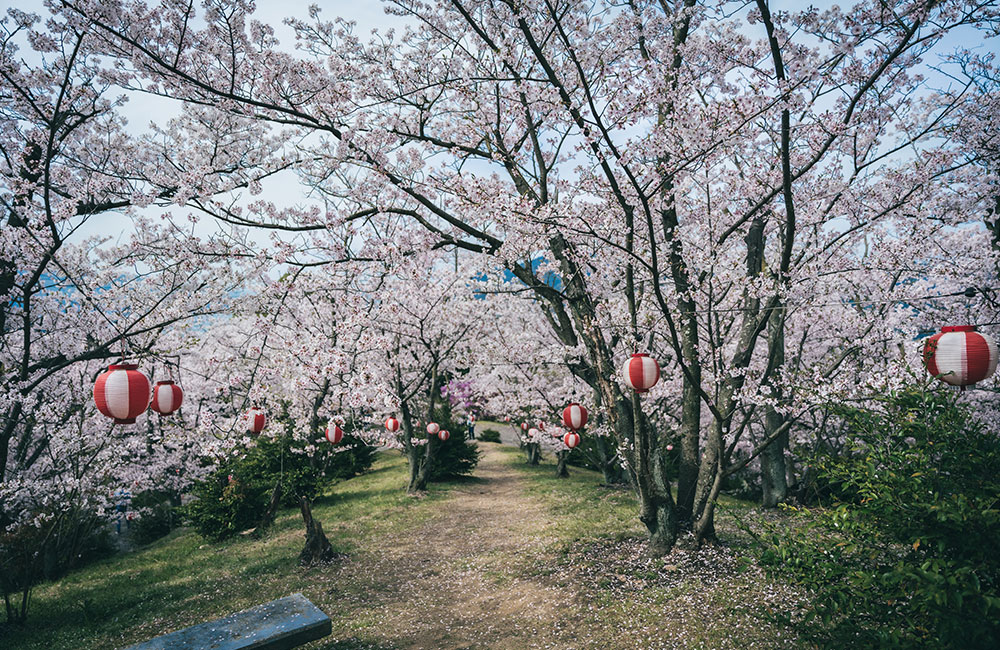 園内は至るところに桜が咲いています