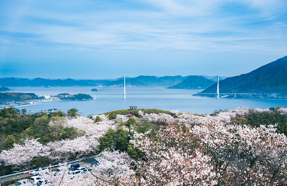 展望台の眼下には一面の桜としまなみ海道